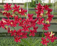 Red 55 Seedling