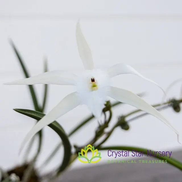 Brassavola DAVID SANDER (Brassavola)