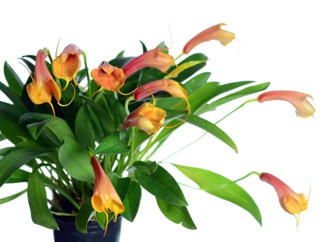Masdevallia Andina (Masdevallia)