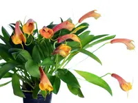 Masdevallia Andina
