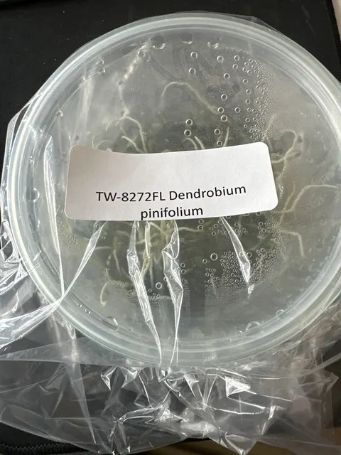 Dendrobium pinifolium (Dendrobium)