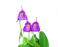 Masdevallia uniflora dark color
