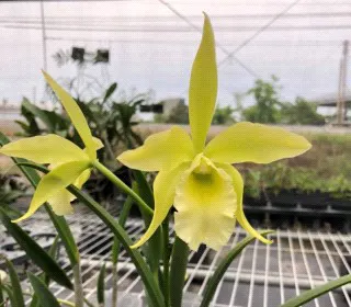 Rhynchobrassoleya Everything Nice 'Showtime' (Rhynchobrassoleya)