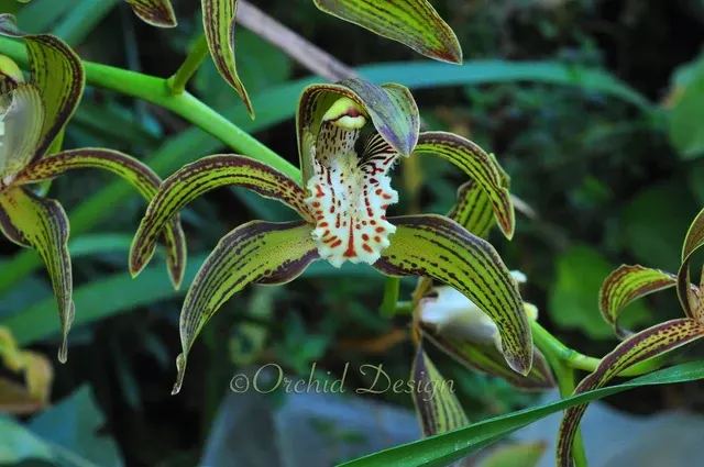 Cymbidium tracyanum (Cymbidium)
