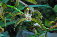 Cymbidium tracyanum – Species – Fragrant