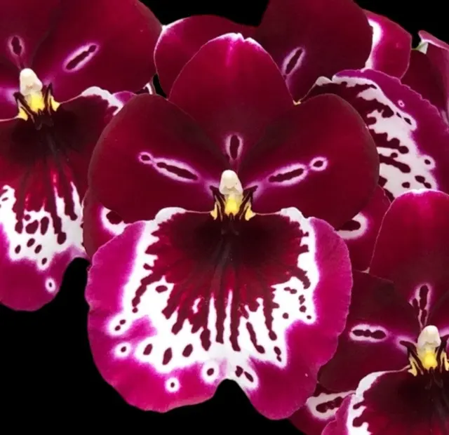 Miltoniopsis Lennart Karl Gottling (Timberline x Pearl Ono) 'Red Rim'