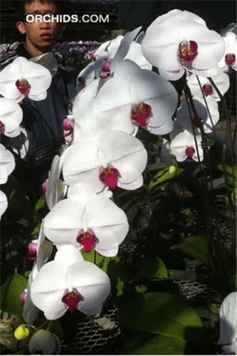 Phalaenopsis KV Butterfly