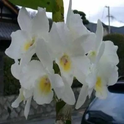Dendrobium Santa Isabel True Love (Dendrobium)