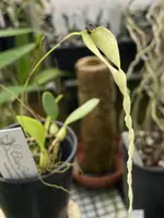 Bulbophyllum contortisepalum ‘Yellow’