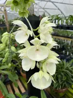 Catsetum