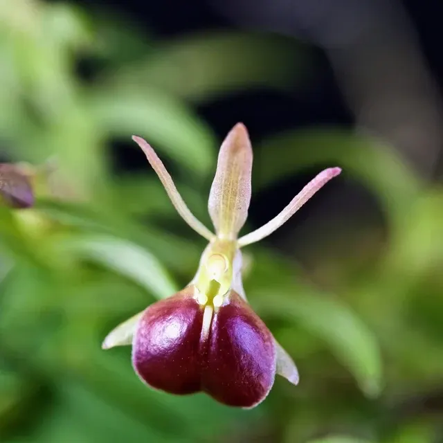 Epidendrum neoporpax (Epidendrum)