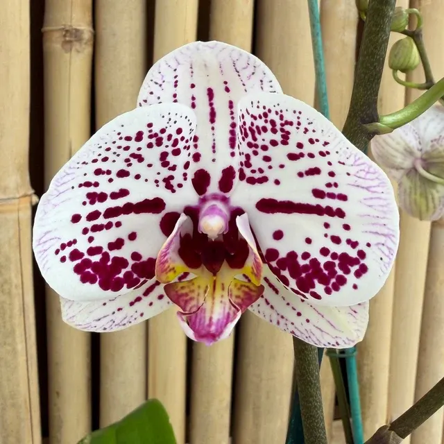 Phalaenopsis Secret Messages