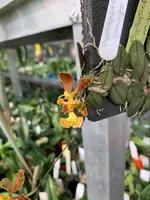 Psychopsiella limminghei ‘Elite’s 1st’ x self