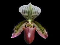 In Spike – Paphiopedilum Supersuk ‘Eureka’ AM/AOS x (Raisin Pie ‘Hsinying’) x sib (2” Pot)