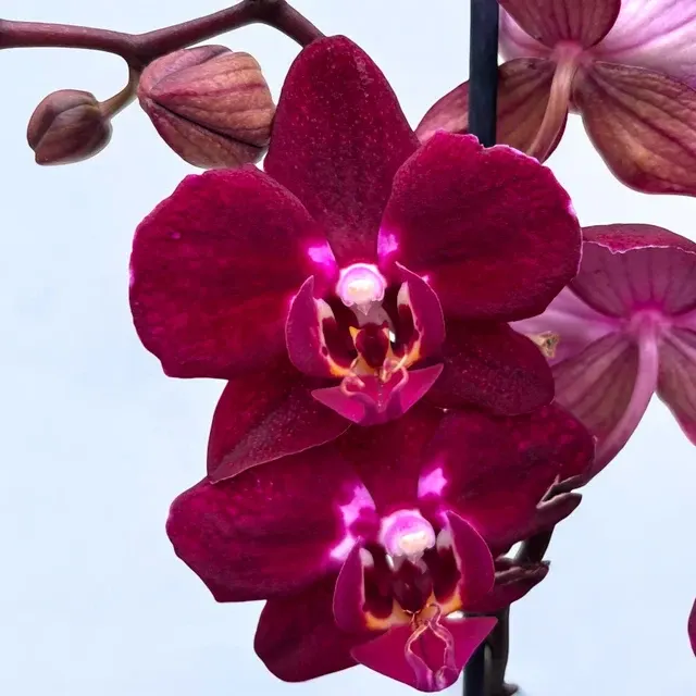 Phalaenopsis Anthura Cartagena