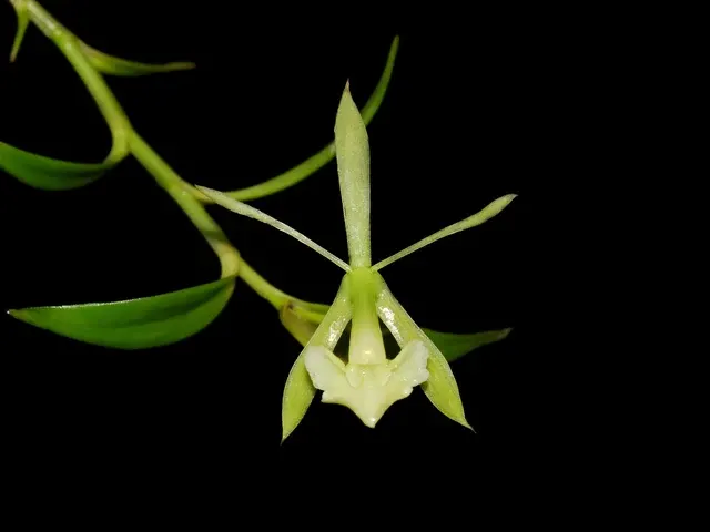 Epidendrum suinii (Epidendrum)