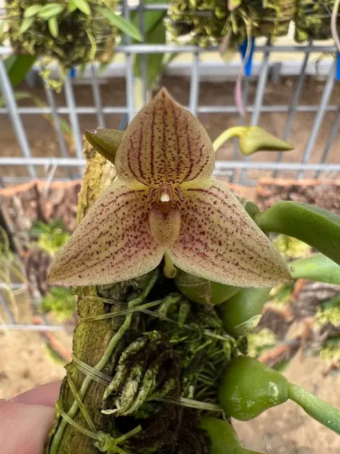 Bulbophyllum Emily Clarkson (Bulbophyllum)
