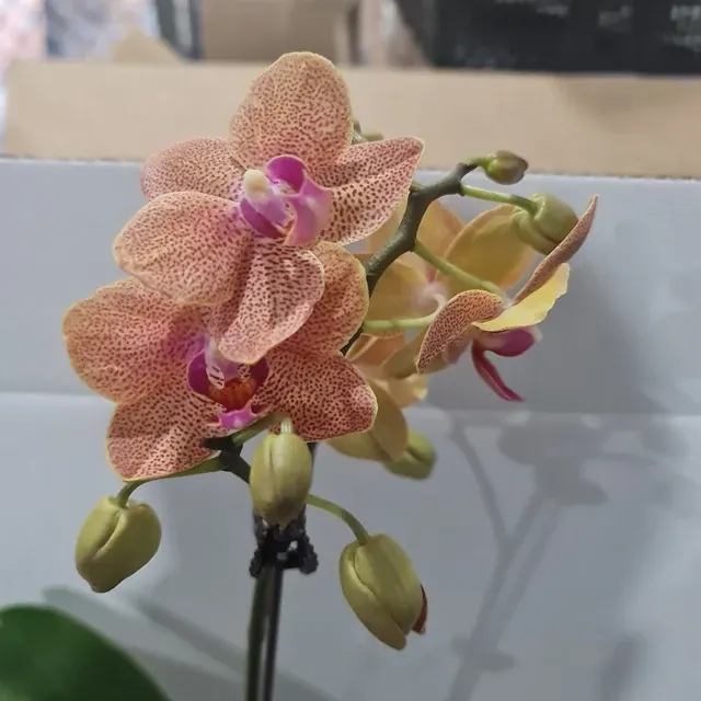 Phalaenopsis Dotted Dreams