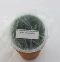 FLASK Hispaniella henekenii x Onc. Macropetalum