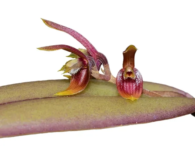 Acianthera geminicaulina (Acianthera)