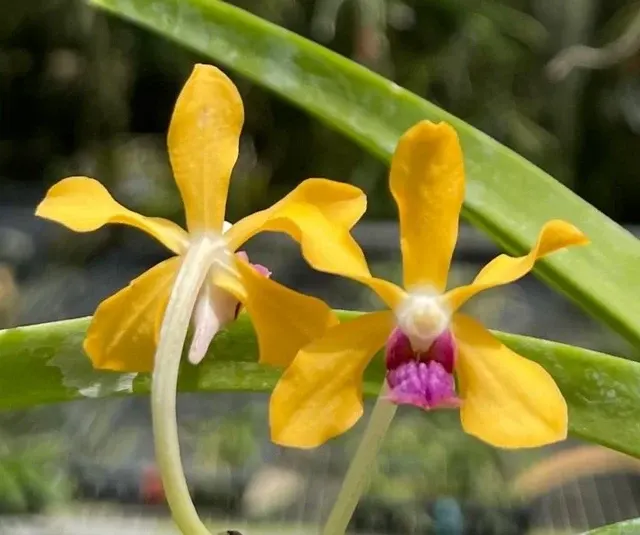 Vanda Motes Mindful (Vanda)