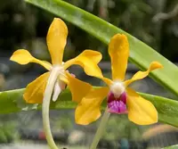 Vanda Motes Mindful