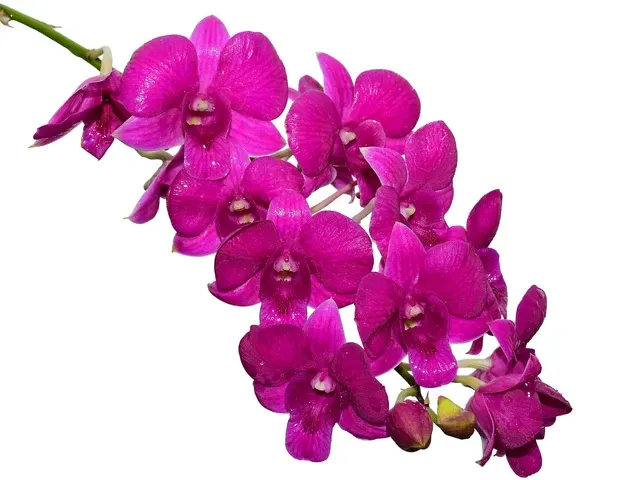 Dendrobium Venus