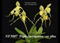 Paph. philippinense var. laevigatum fma. album 'Note: Compact strain '