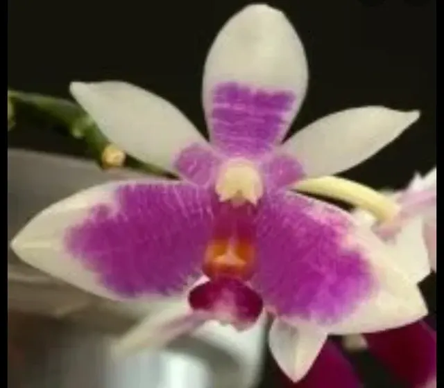 Phalaenopsis modesta sp