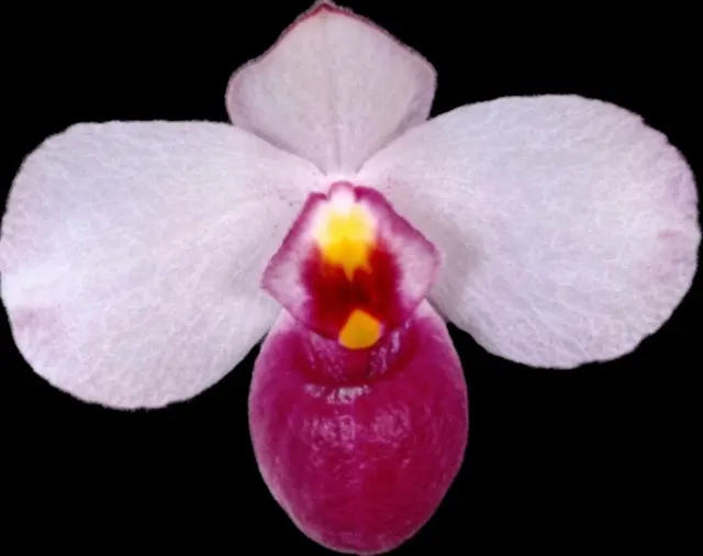 Paphiopedilum Delenatii var. Dunkel × sib