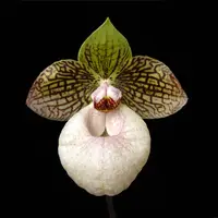 [Bare-root] #PH# Paph. Fanaticum 疯狂兜兰 [2.4" NBS][Oct in stock 26]