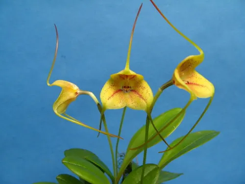 Masdevallia wubbenii (Masdevallia)