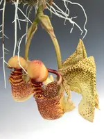 Coryanthes macrantha (The Bucket Orchid)
