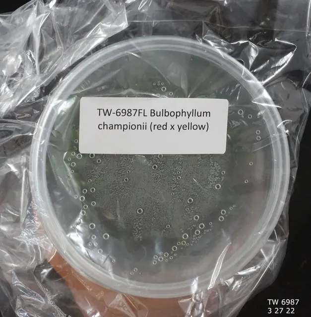 Bulbophyllum championii (Bulbophyllum)