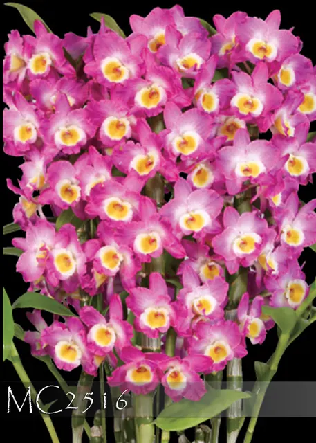 Dendrobium Pink Panther 'Sweet Fragrance ,'