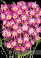 Den. Pink Panther 'Sweet Fragrance , ' (To My Kids x Lucky Girl)