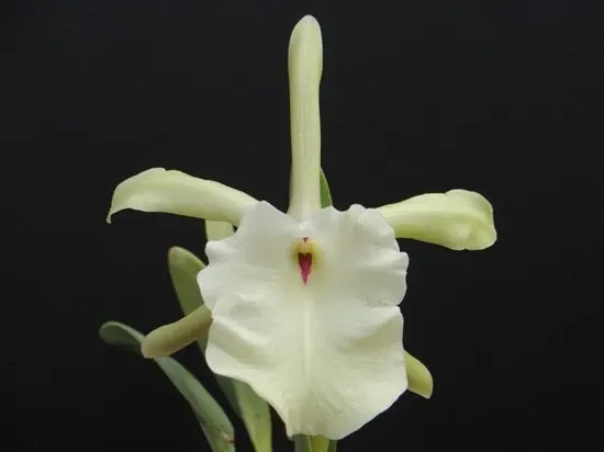 Rhyncholaelia glauca 'Pale Jade' (Rhyncholaelia)