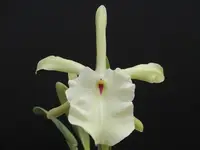 Rhyncholaelia glauca 'Pale Jade' AM/AOS