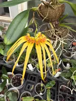 Bulbophyllum masterianum x surigaense — Not in bloom