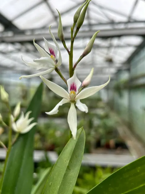 Encyclia glumacea (Encyclia)