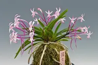 Neofinetia falcata "Shutenno Pink" (朱天王) "Clumb" (Big plant)
