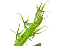 Brassia andreettae