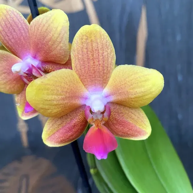 Phalaenopsis I-Hsin Claude * Flori Parfumate