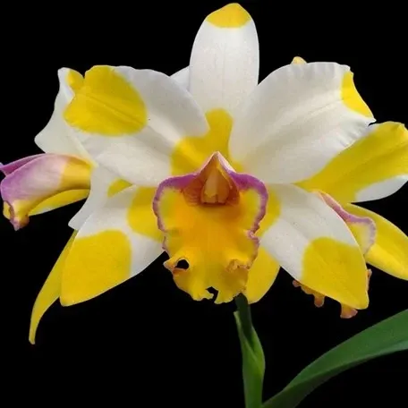 Rhyncholaeliocattleya Kyle 'Heart of Gold' (Rhyncholaeliocattleya)