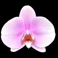 Phalaenopsis Singolo Mino (LIGHT Pink)- floarea XXL — fara flori, frunze cu defecte (ghiveci 9 cm)