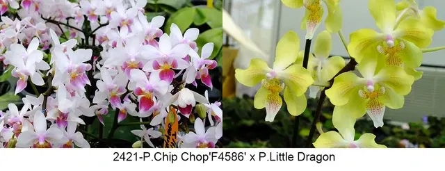 Phalaenopsis Chip Chop x Little Dragon (Phalaenopsis)