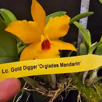 Lc Gold Digger 'Fuchs Mandarin' blooming size cattleya orchid clone. Prolific fragrant bloomer.