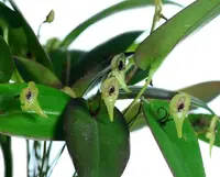 Pleurothallis scurrula