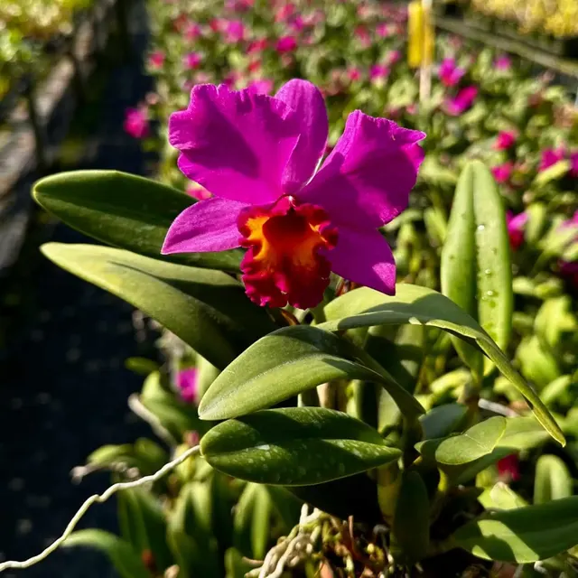 Cattleya Hybrids Red (Cattleya)