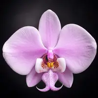 Phalaenopsis schilleriana - flori parfumate